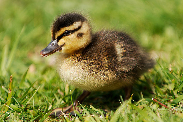 Example duckling image
